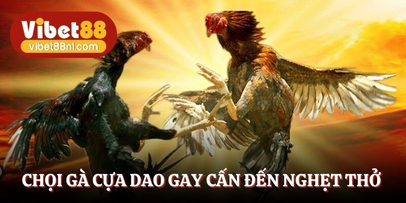 Chọi gà cựa dao gay cấn đến nghẹt thở