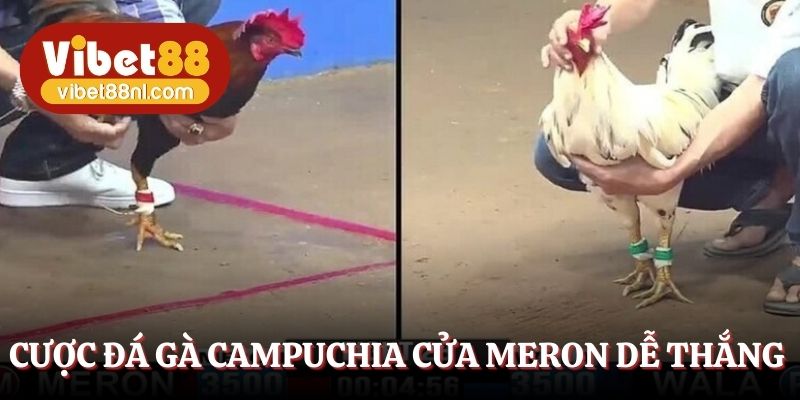 Cược đá gà Campuchia cửa Meron dễ thắng