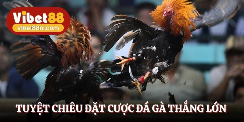 Tuyệt chiêu đặt cược đá gà thắng lớn