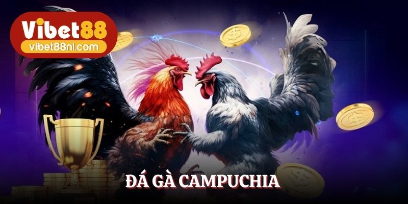 Đá Gà Campuchia - Link Trực Tiếp Tại Vibet88 Săn Thưởng 24/7