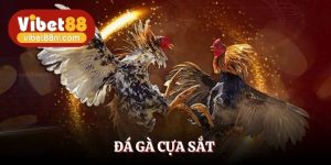 Đá Gà Cựa Sắt - Luật Chơi Và Bí Kíp Lụm Tiền Tại Vibet88