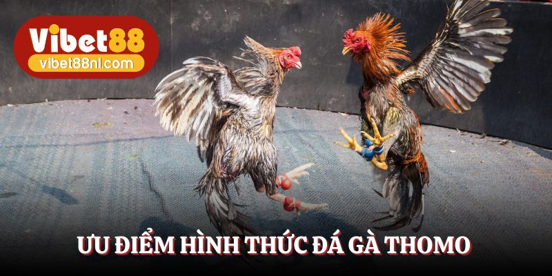 Tận hưởng ưu điểm thú vị mà chọi kê Thomo mang lại